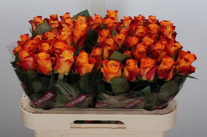 <h4>R Gr Mariyo!</h4>