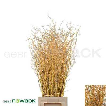 <h4>Salix Bunch</h4>