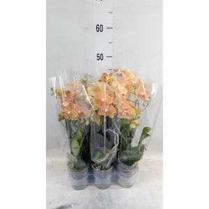 Phalaenopsis multi.   ...orange