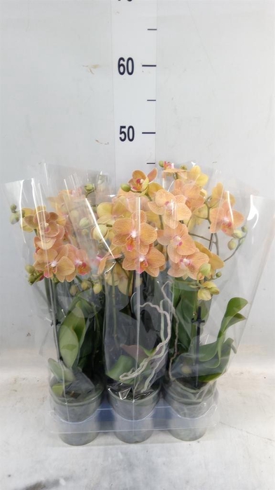 <h4>Phalaenopsis multi.   ...orange</h4>