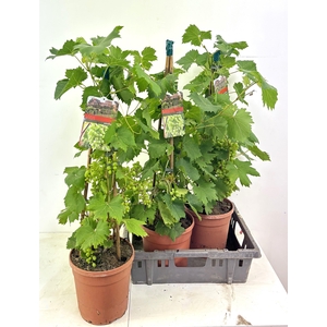 VITIS VINIFERA