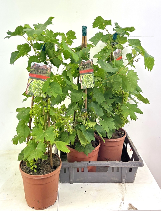 <h4>VITIS VINIFERA</h4>