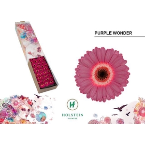 Germini Purple Wonder Doos