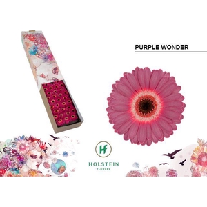 GE MI PURPLE WONDER