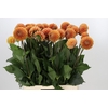 Dahlia Cornel Bronze