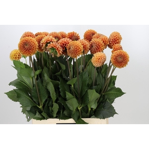 Dahlia Cornel Bronze
