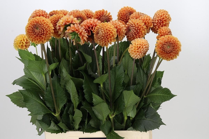 <h4>Dahlia Cornel Bronze</h4>