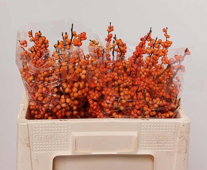 <h4>ILEX VE WINTER GOLD</h4>