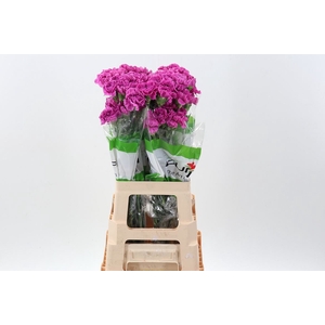 Dianthus ST 'Farida'