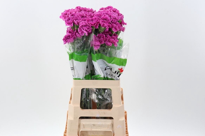 <h4>Dianthus ST 'Farida'</h4>