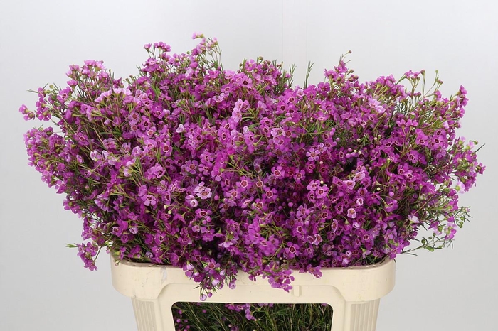 <h4>Chamelaucium Niek's Pride</h4>