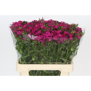 Dianthus Br Amazon Neon Cherry