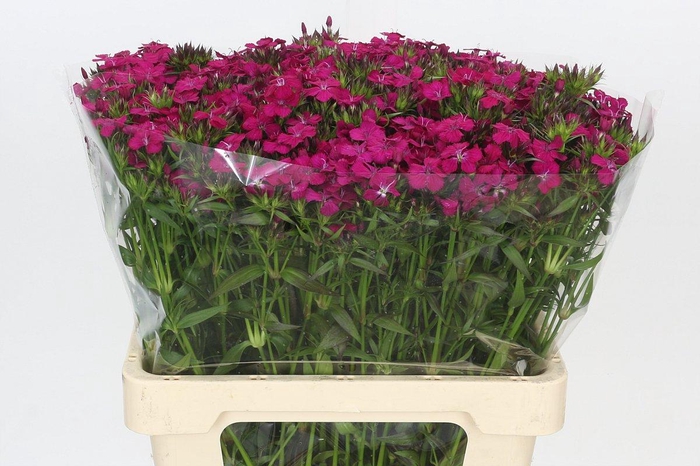 <h4>Dianthus Br Amazon Neon Cherry</h4>