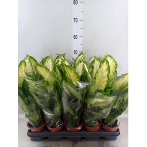 Dieffenbachia  'Camilla'