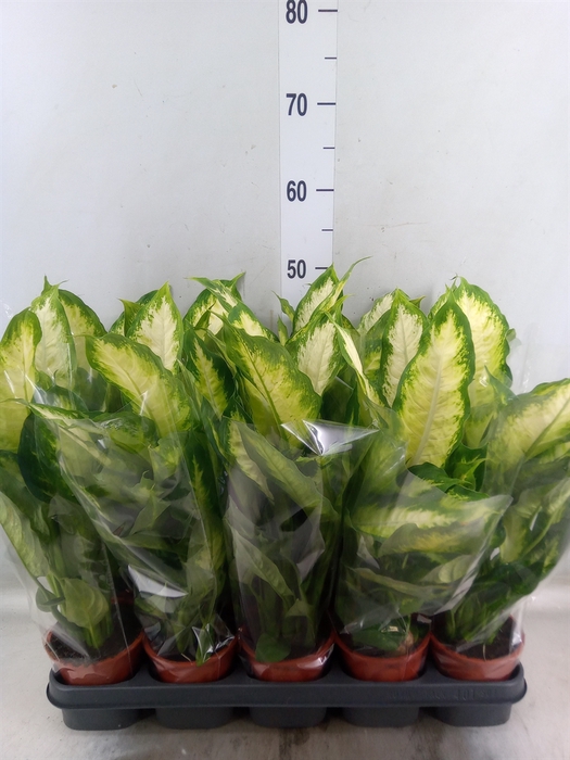 <h4>Dieffenbachia  'Camilla'</h4>
