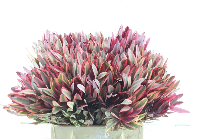 <h4>Leucad Jester</h4>