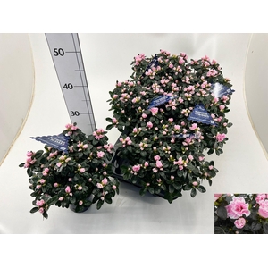 RHODO SI HO CLAS BIC