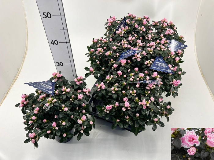 <h4>RHODO SI HO CLAS BIC</h4>