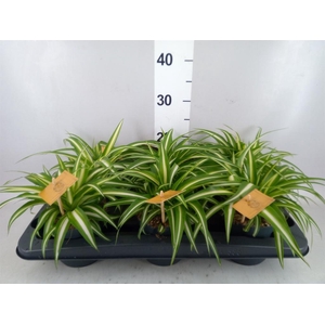 Chlorophytum com. 'Variegatum'