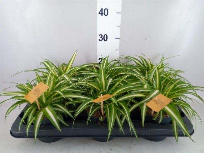 <h4>Chlorophytum com. 'Variegatum'</h4>