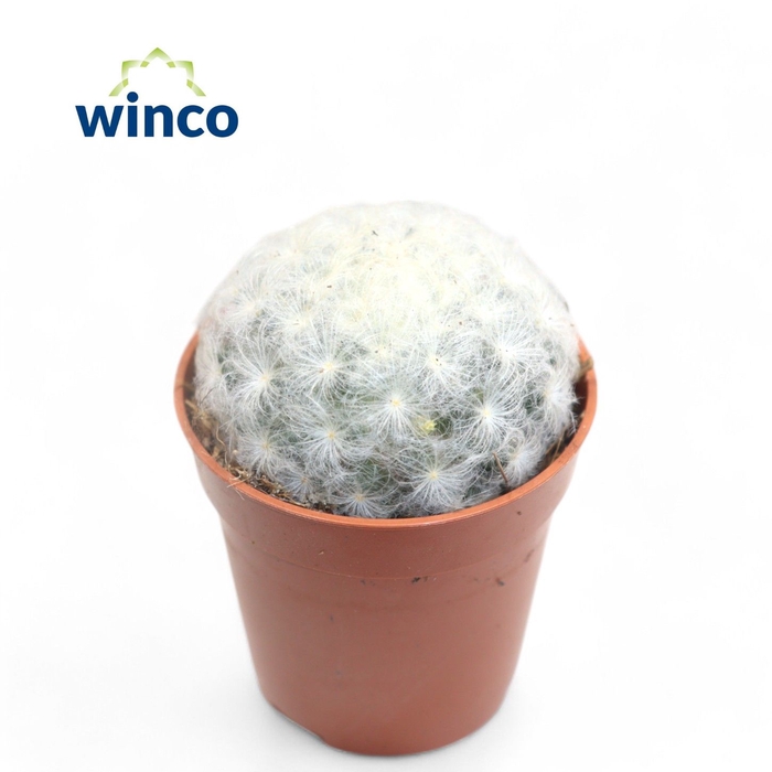 <h4>Mammillaria Plumosa</h4>