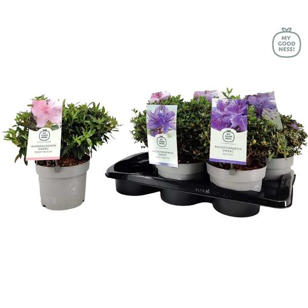 <h4>Rhododendron 30-40 /c2 liter 'Mix Tray' Dwerg</h4>