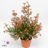 Erica  'Winter Fire'