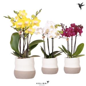 Kolibri Orchids Phalaenopsis mix 3 spike in Imperfect Bag pot