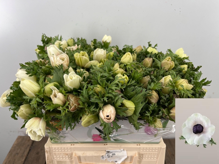 <h4>ANEM CO MAR PANDA</h4>