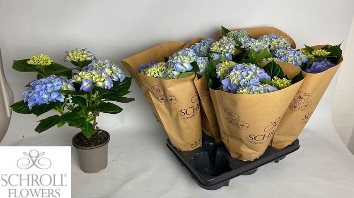 arr8 Hydr M Ov Blauw