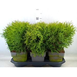 Thuja occid. 'Tiny Tim'