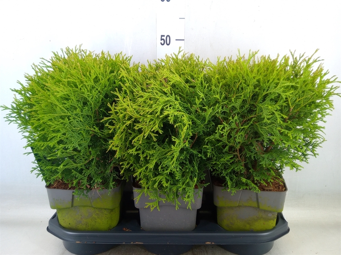 <h4>Thuja occid. 'Tiny Tim'</h4>
