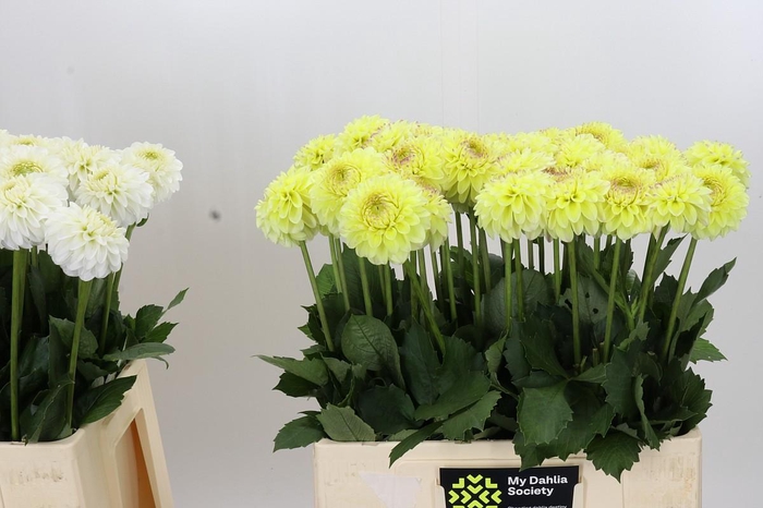 <h4>Dahlia Isa's Favourite</h4>