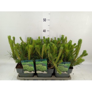 Pinus mugo subsp. mugo