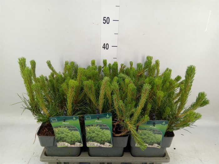 <h4>Pinus mugo subsp. mugo</h4>