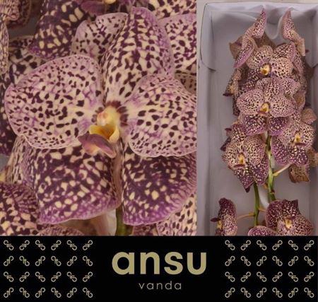 <h4>Vanda Su Ocelot Sangria</h4>