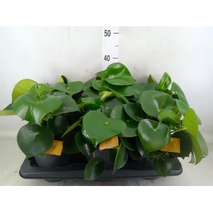 Peperomia polybotrya 'Raindrop'