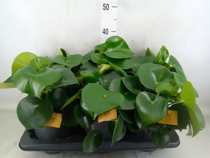 <h4>Peperomia polybotrya 'Raindrop'</h4>