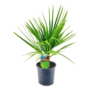 Chamaerops Humilis