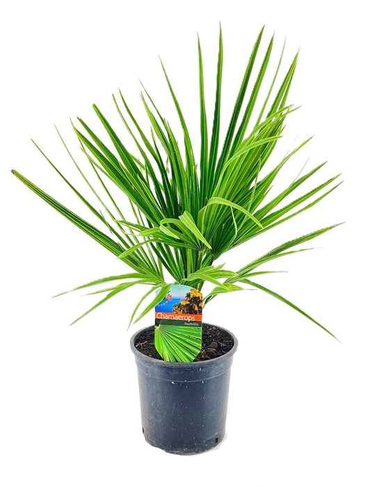 <h4>Chamaerops humilis</h4>