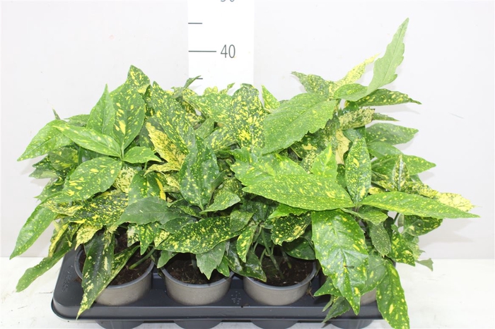 <h4>Aucuba J Variegata</h4>