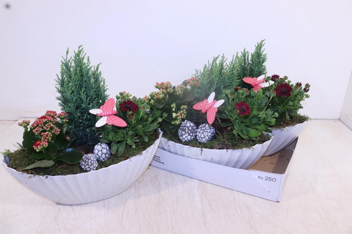 <h4>ARR TUINPLANTEN</h4>