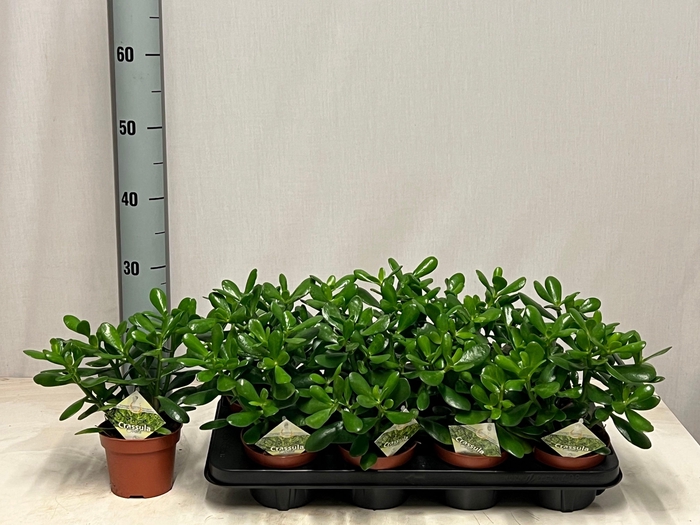 <h4>CRASS OVATA</h4>