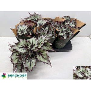 BEG BEL NORD GLACIER