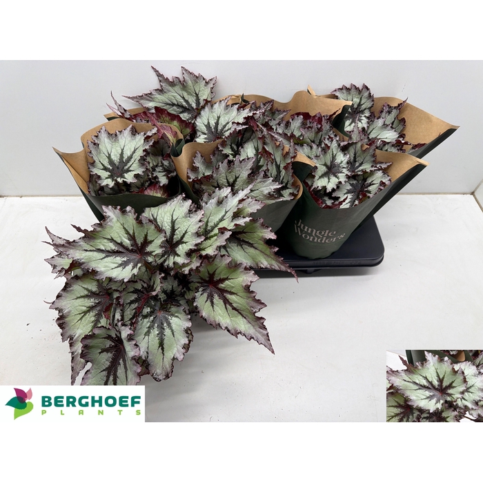 <h4>BEG BEL NORD GLACIER</h4>