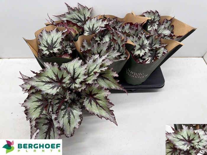 <h4>BEG BEL NORD GLACIER</h4>