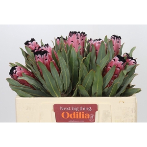 Protea Red Magic