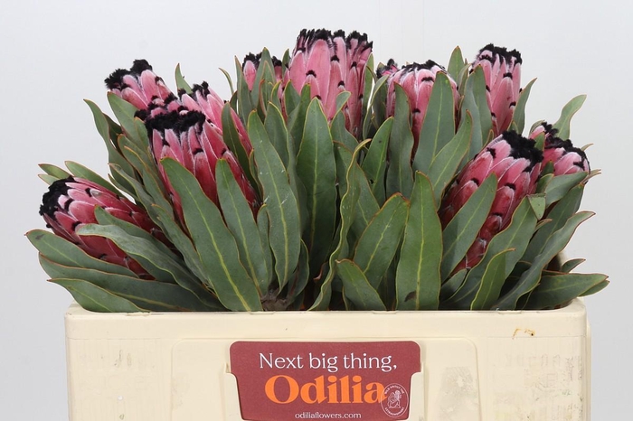 <h4>Protea Red Magic</h4>