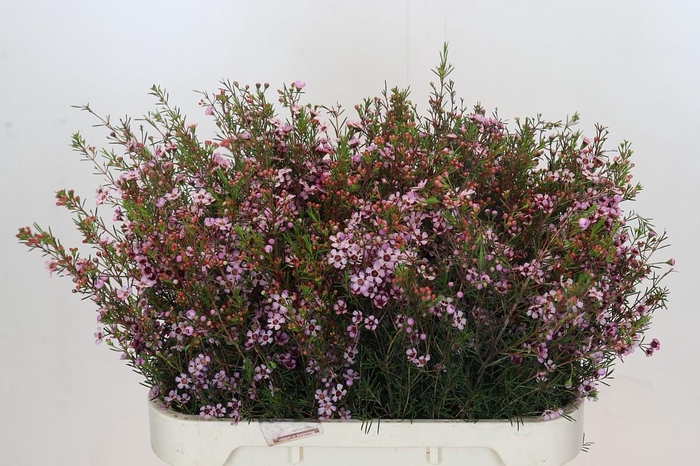 Chamelaucium Early Nir