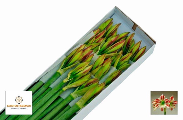 <h4>HIPP GA AMBIANCE</h4>